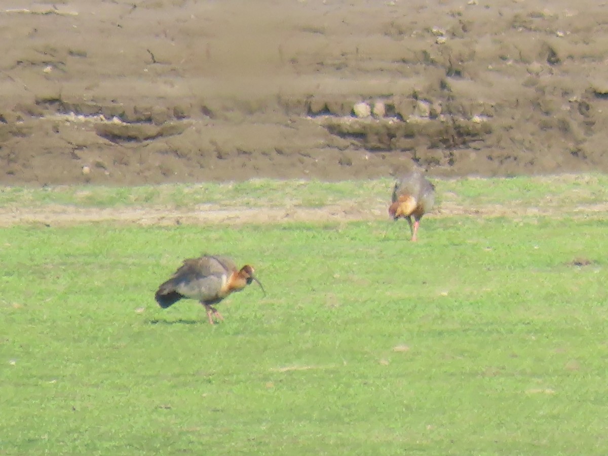 Black-faced Ibis - Katherine Holland