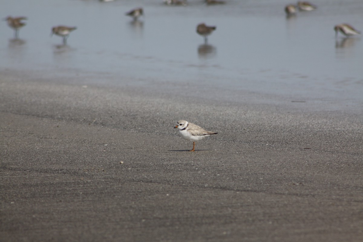 Piping Plover - ML616938074