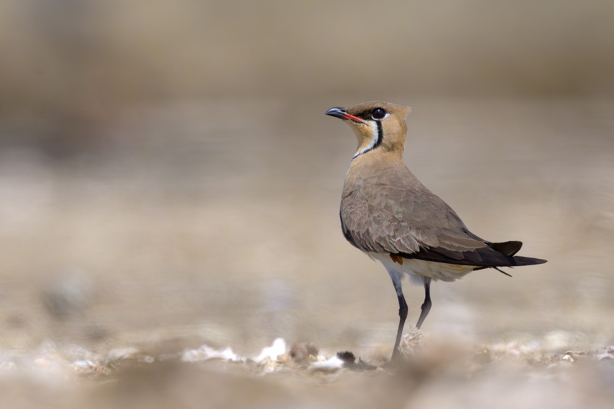 Oriental Pratincole - Sylvain Reyt