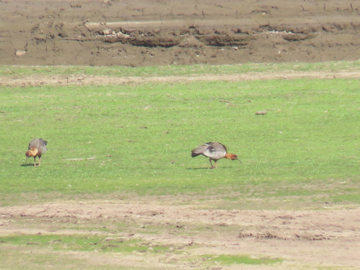 Black-faced Ibis - Katherine Holland