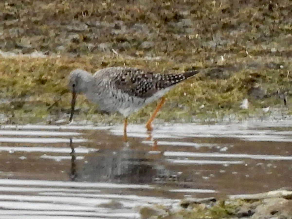 Greater Yellowlegs - ML616938131