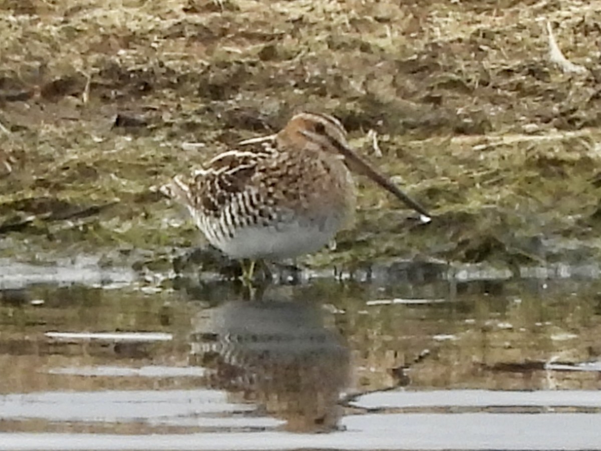 Wilson's Snipe - ML616938135