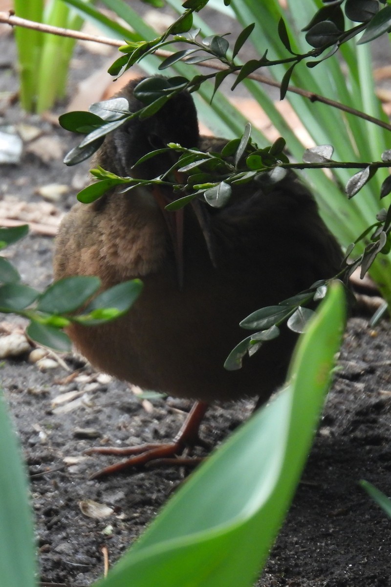 Virginia Rail - ML616938159