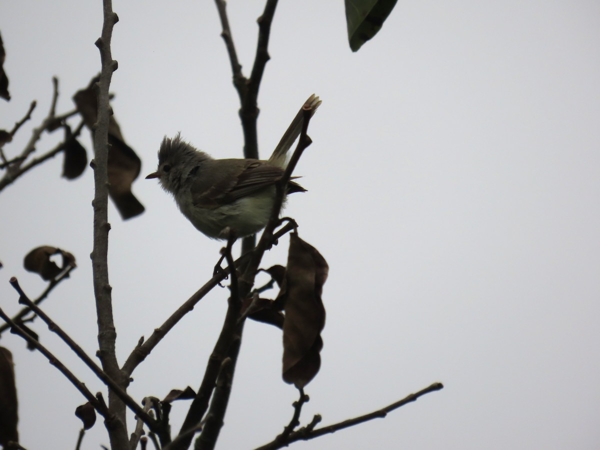 Southern Beardless-Tyrannulet - Katherine Holland