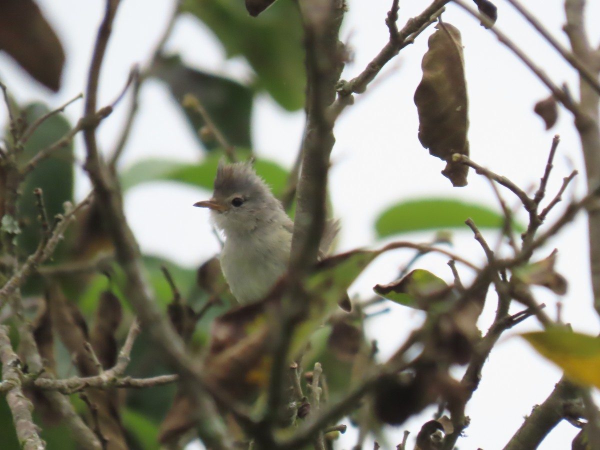 Southern Beardless-Tyrannulet - Katherine Holland