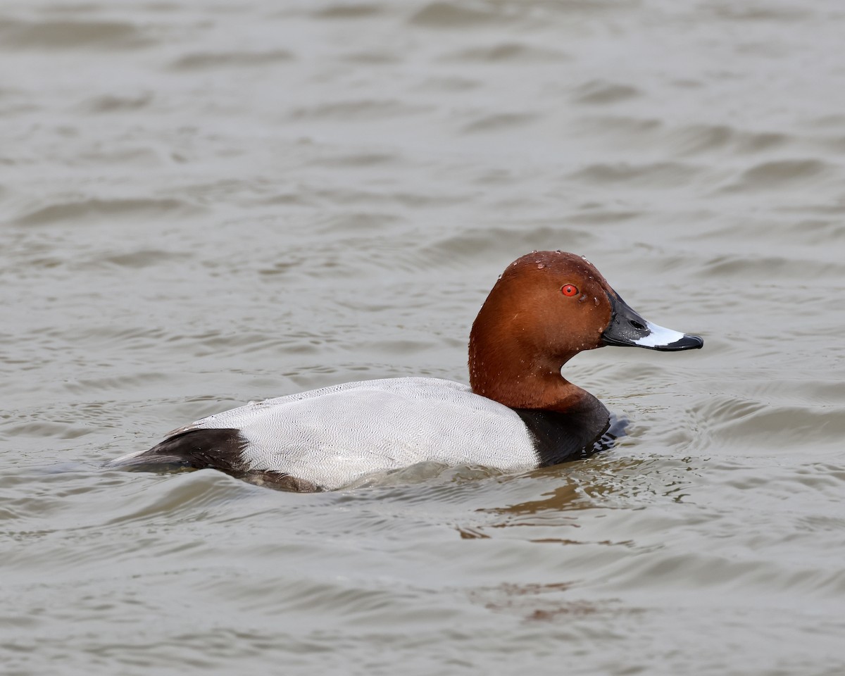 Common Pochard - ML616938244