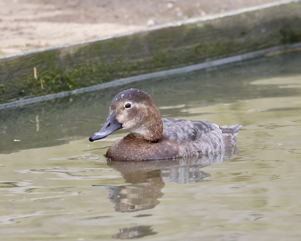 Common Pochard - ML616938245