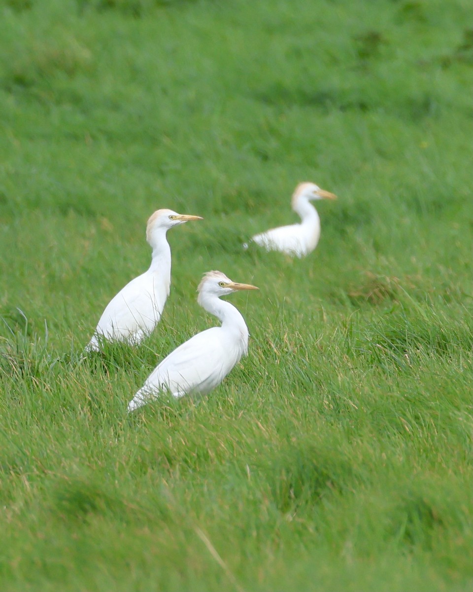 Western Cattle-Egret - ML616938256