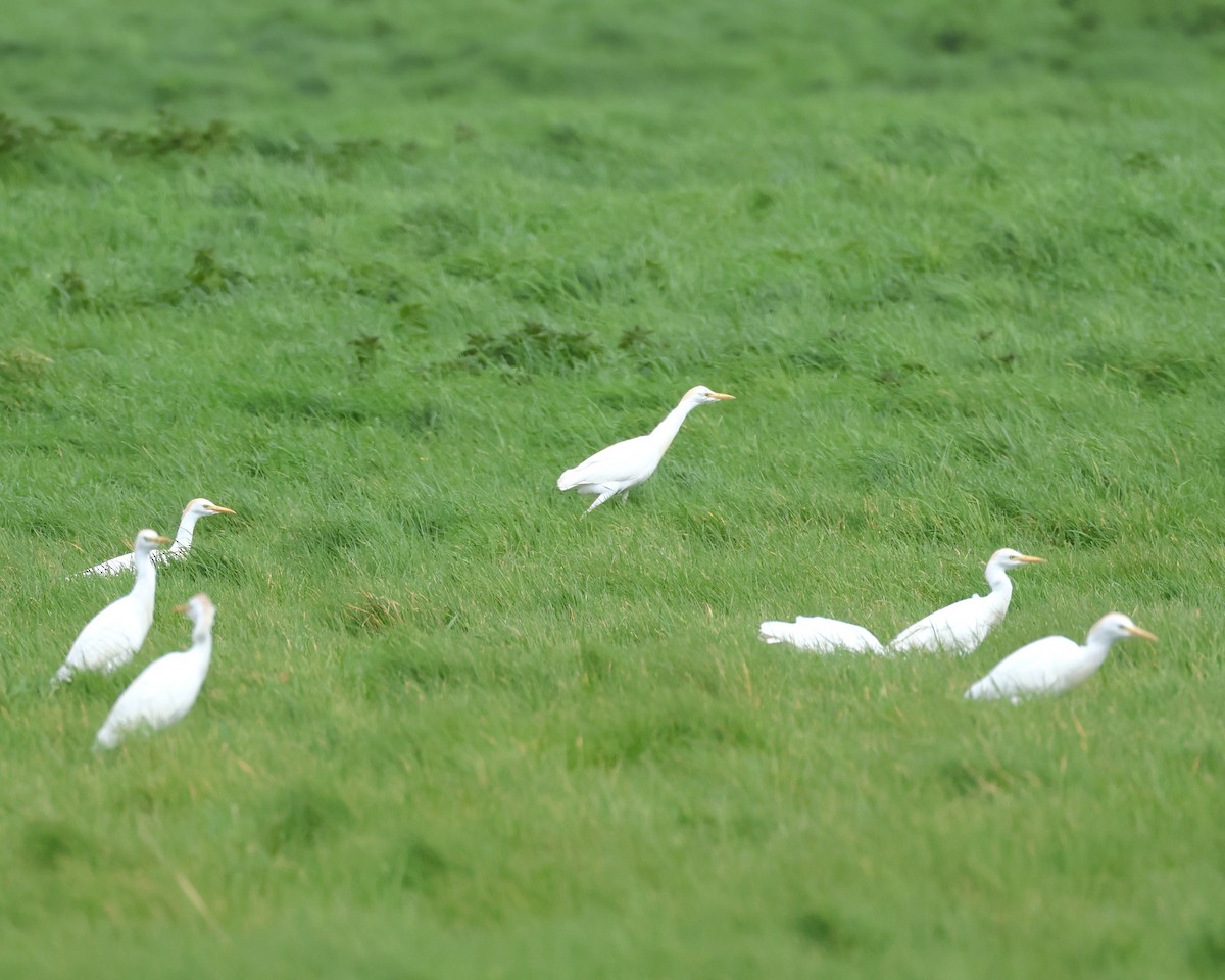 Western Cattle-Egret - ML616938257