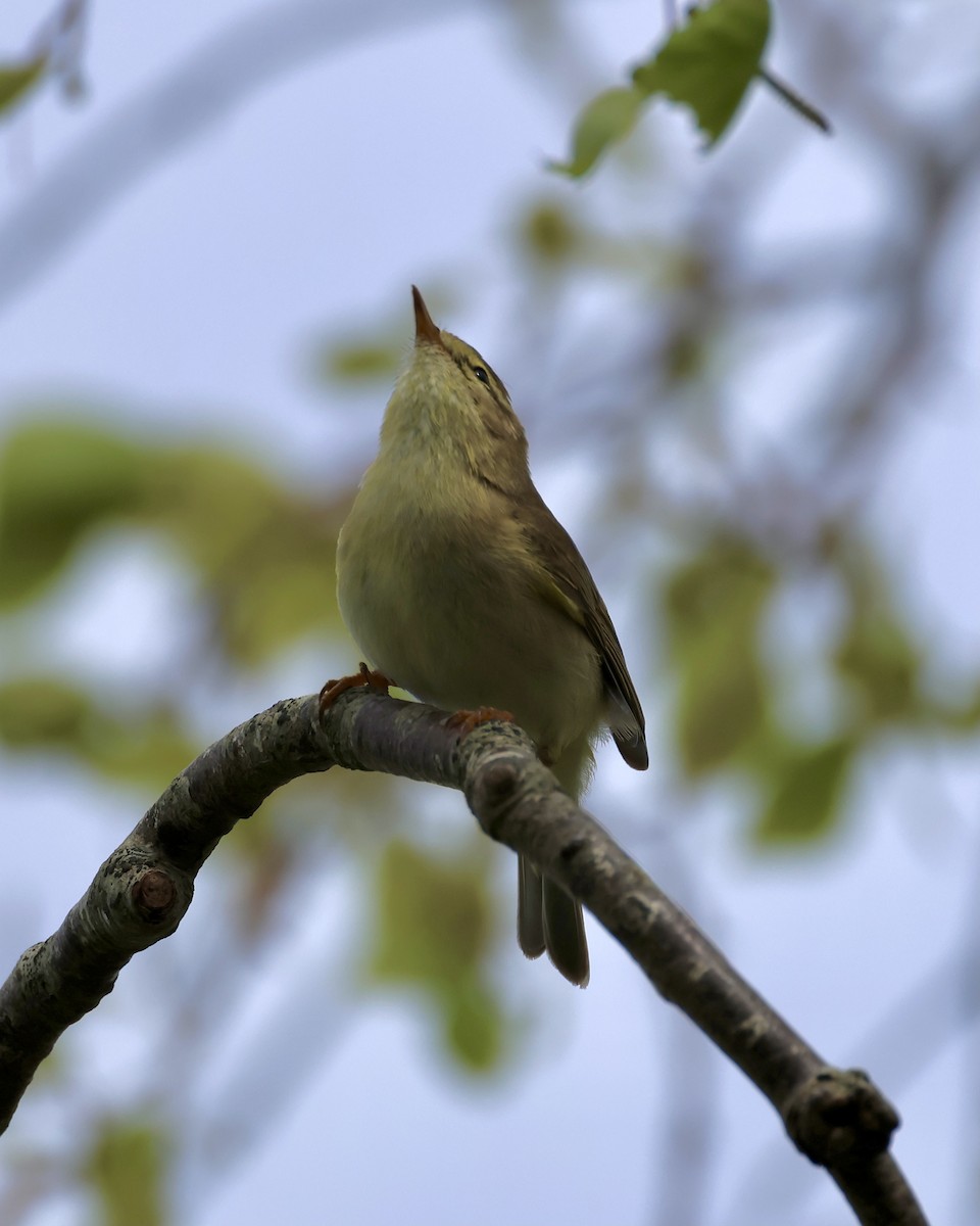 Willow Warbler - ML616938261