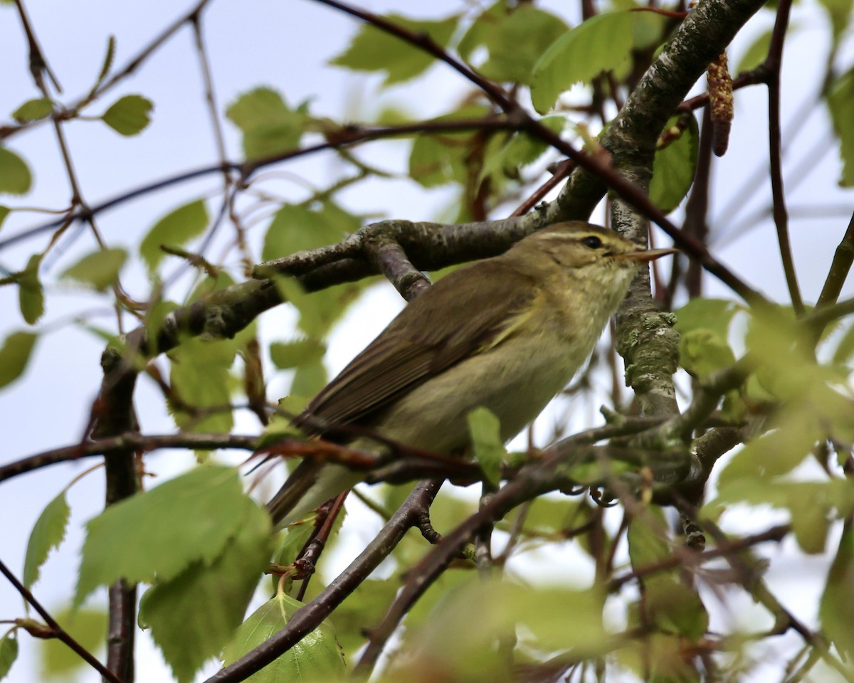 Willow Warbler - ML616938262