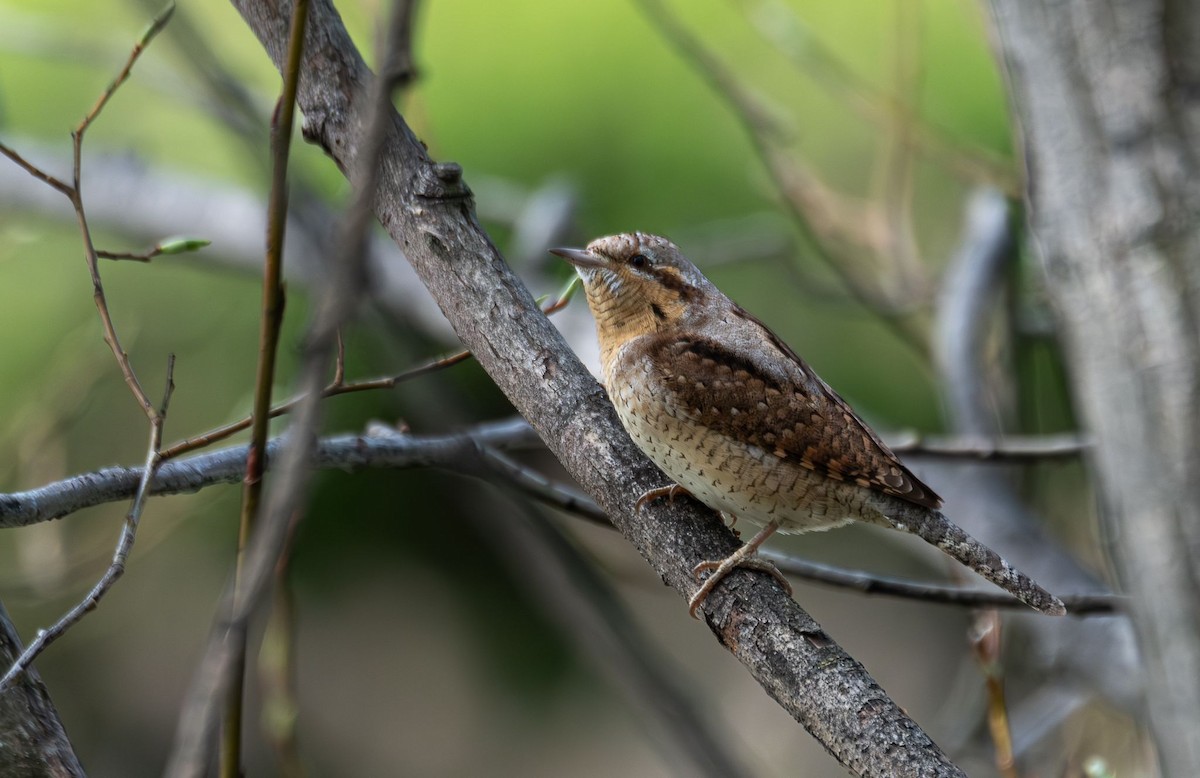 Eurasian Wryneck - ML616938279