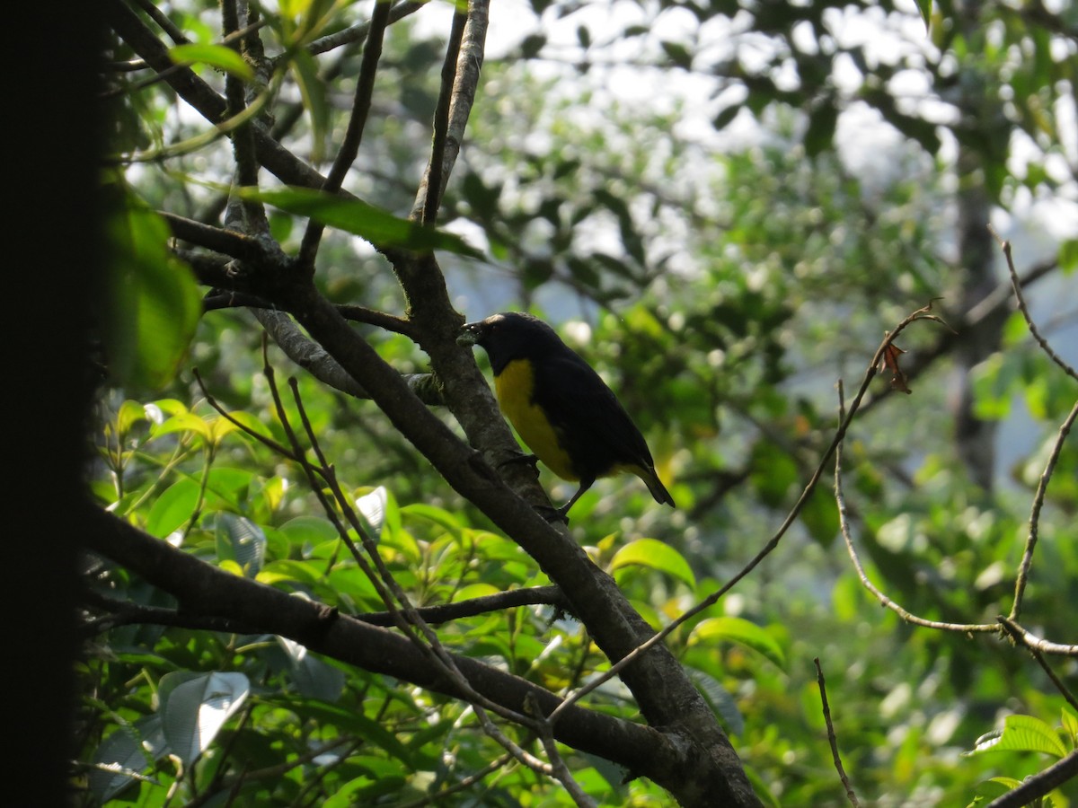 Blue-and-gold Tanager - ML616938284