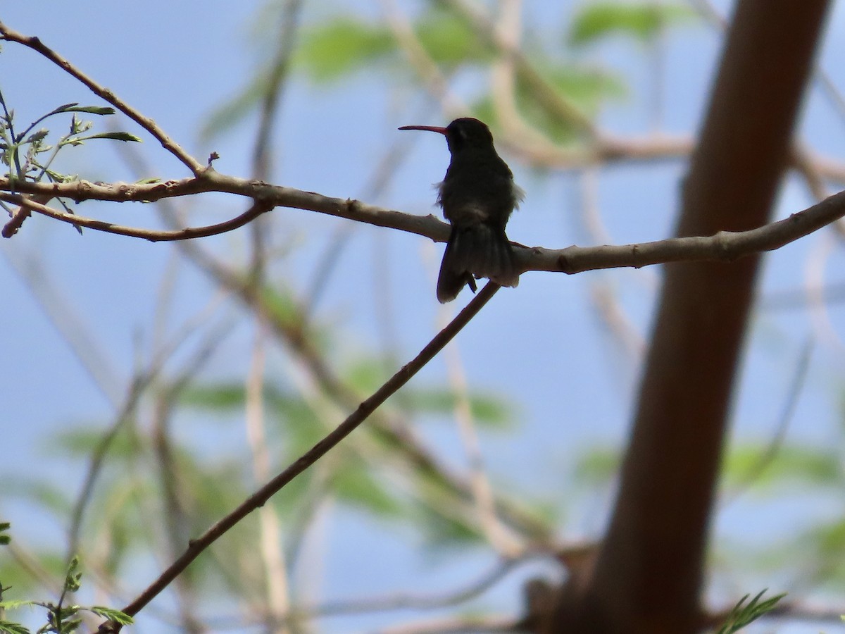 Colibri sombre - ML616938363