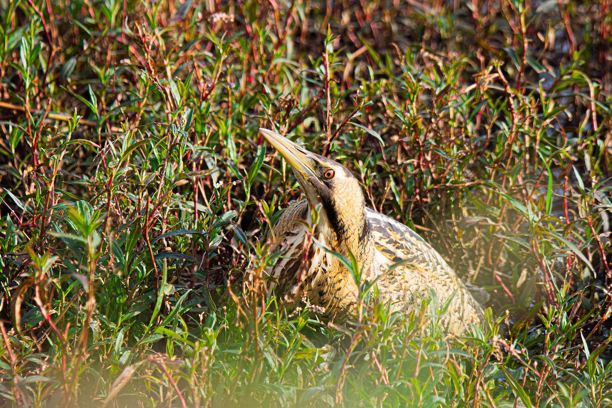 Great Bittern - ML616938367