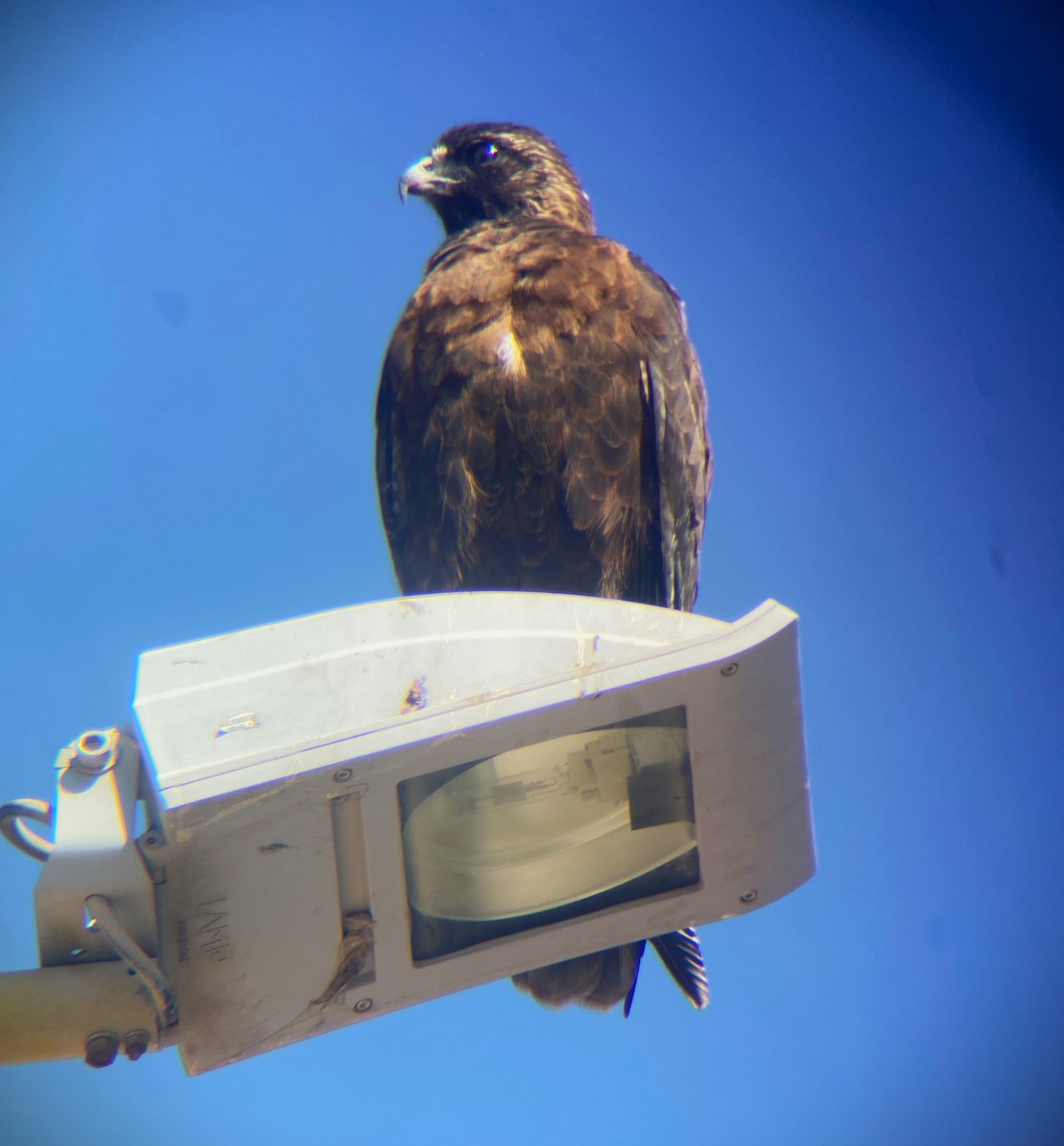 Variable Hawk - ML616938423