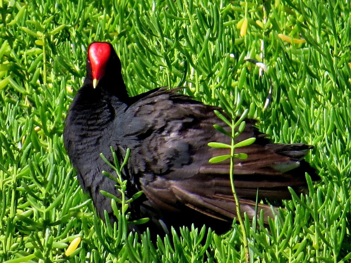 Common Gallinule (Hawaiian) - ML616938495