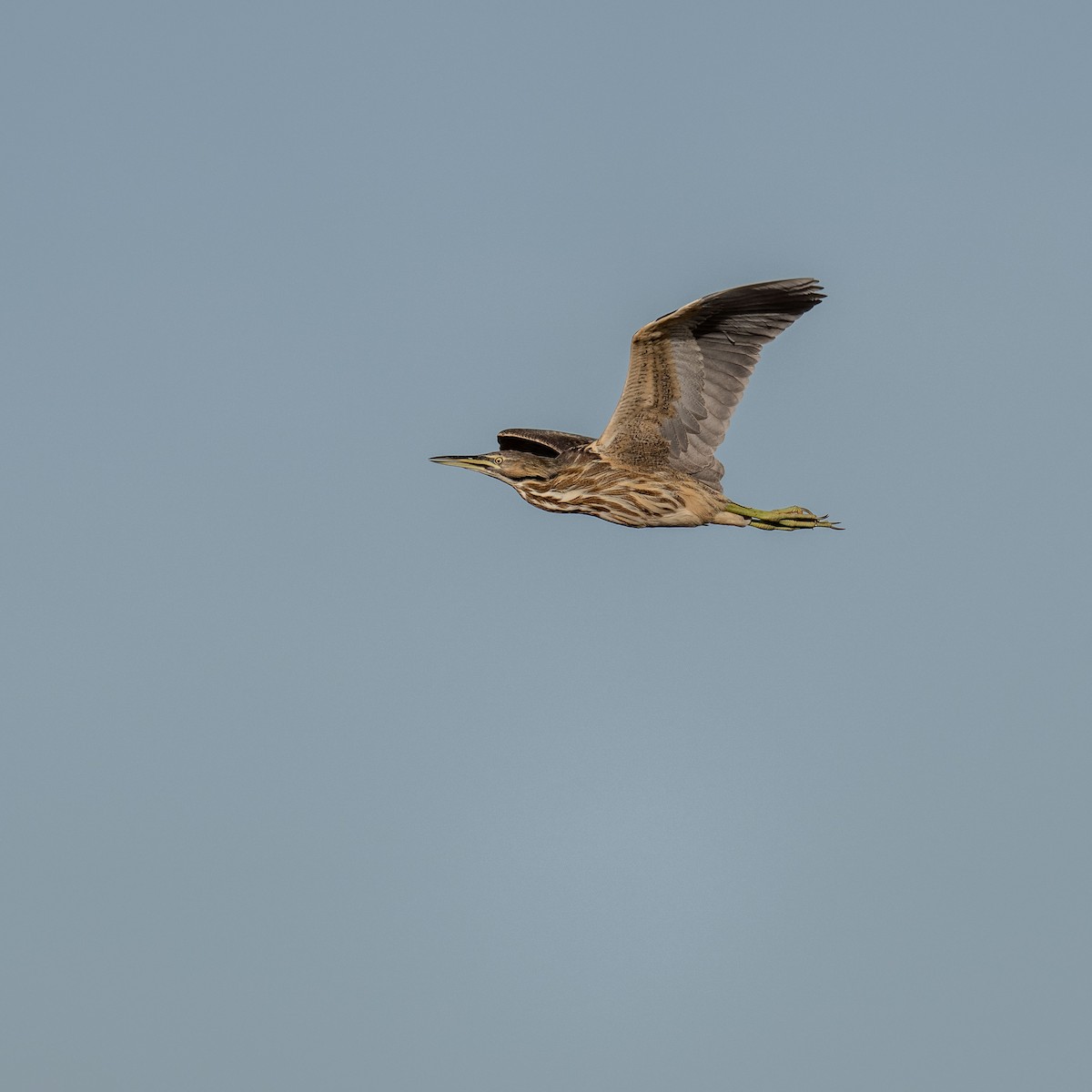 American Bittern - Joel Cohen