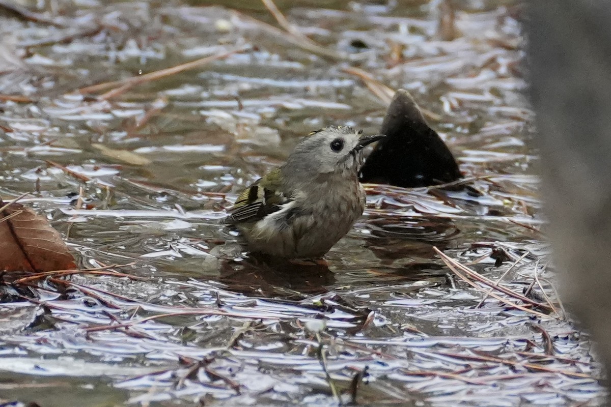 Wintergoldhähnchen - ML616938581