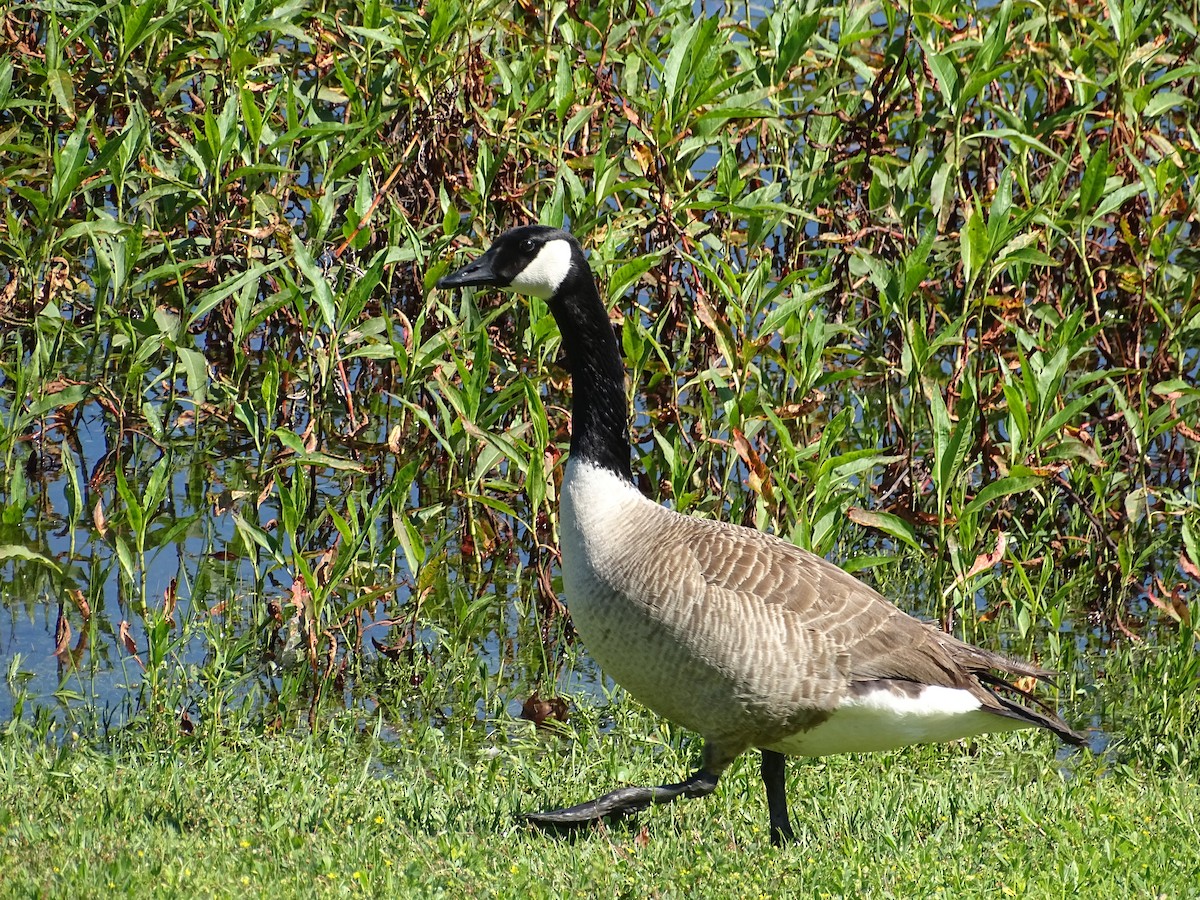 Canada Goose - ML616938583