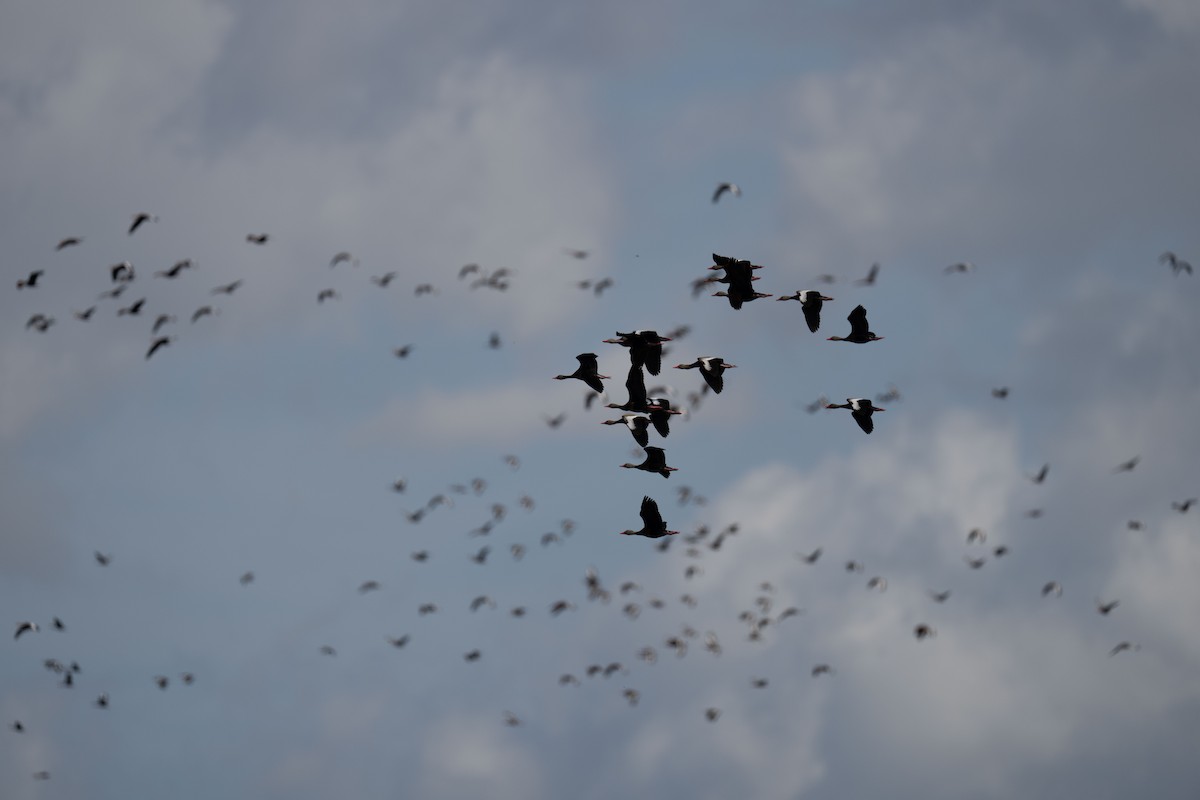 Black-bellied Whistling-Duck - ML616938595