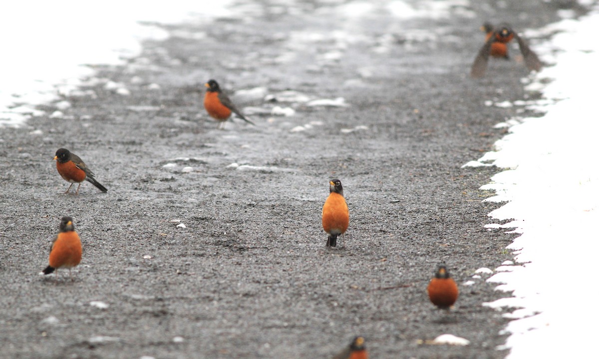 American Robin - ML616938631