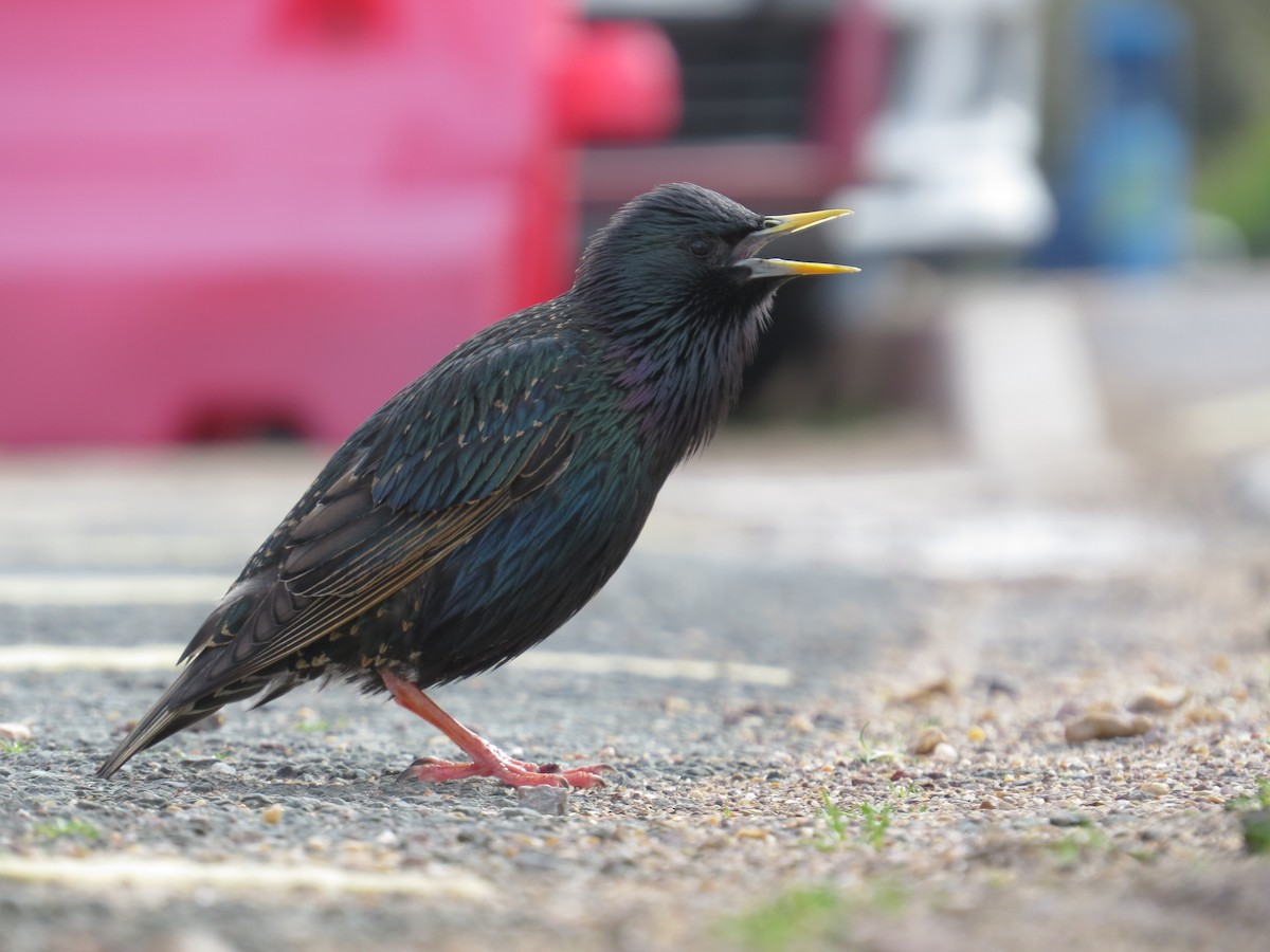 European Starling - Peter Honeysett