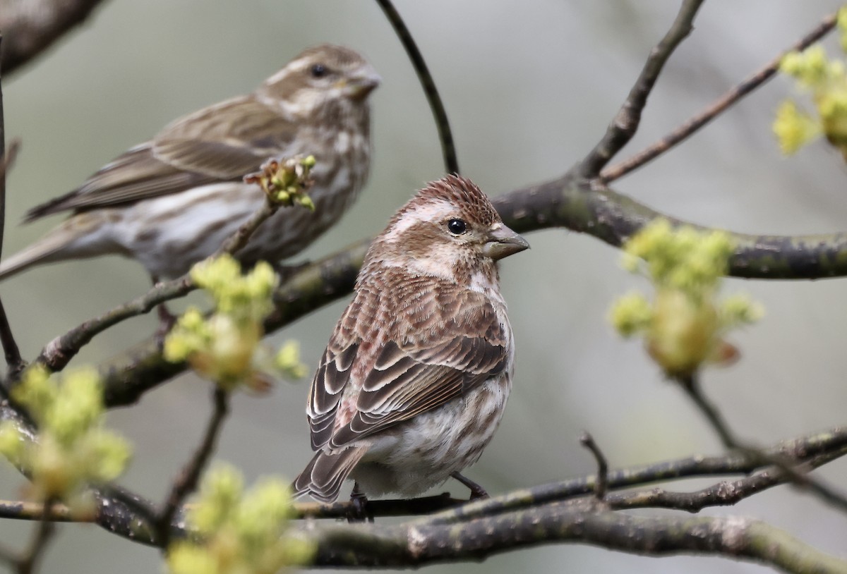 Purple Finch - Anne Bielamowicz