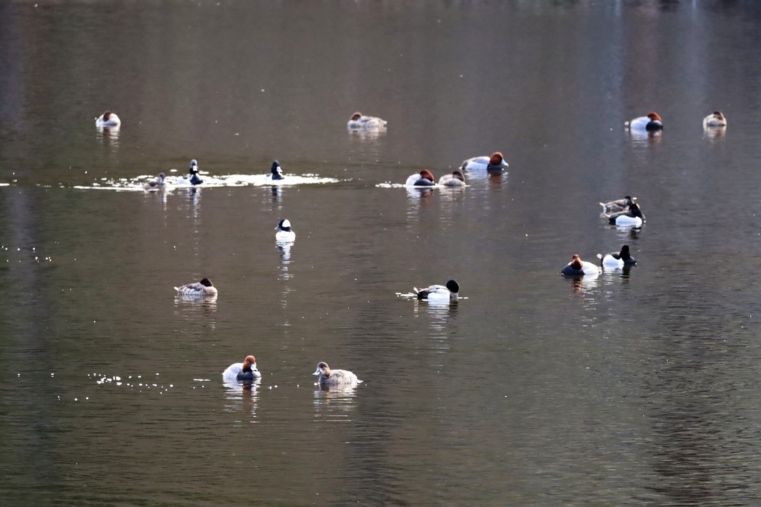 Ring-necked Duck - ML616938730