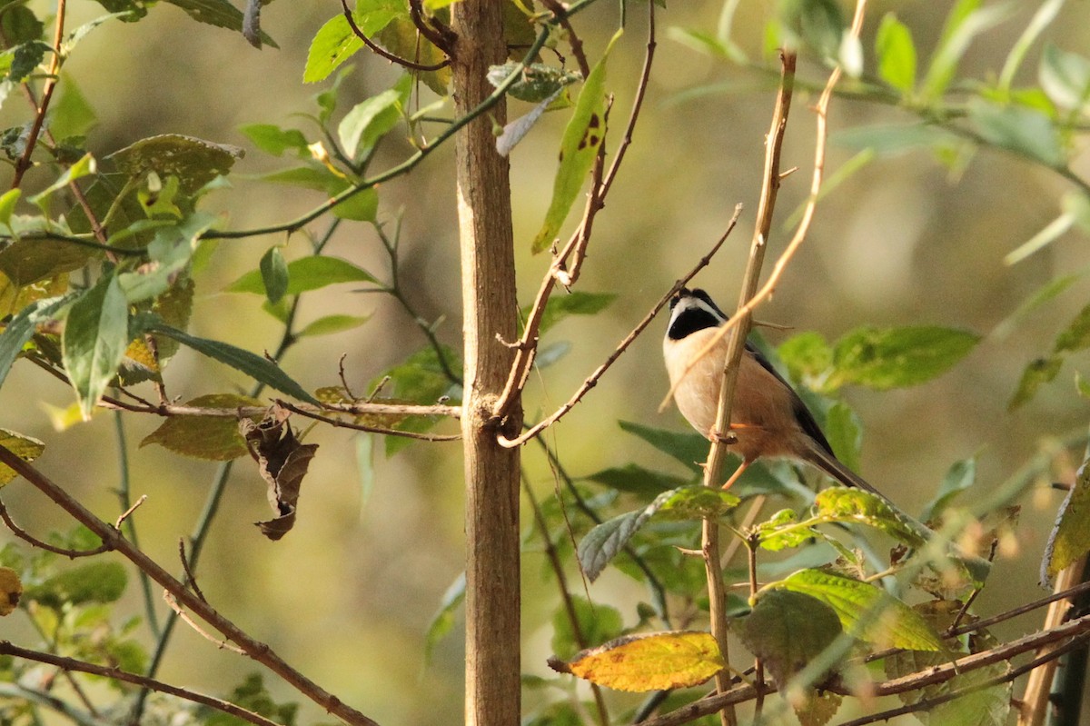 Black-throated Tit - Marc Gálvez