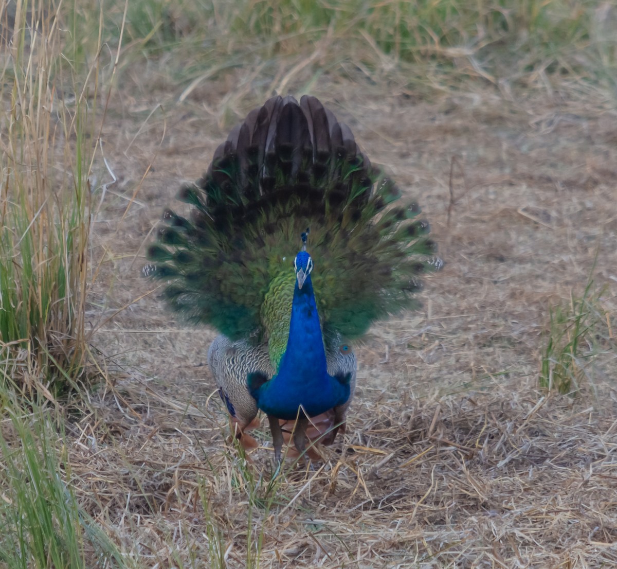 Indian Peafowl - ML616938751