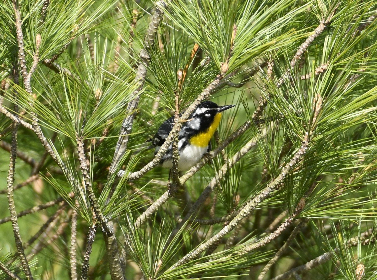 Yellow-throated Warbler - Daniel King