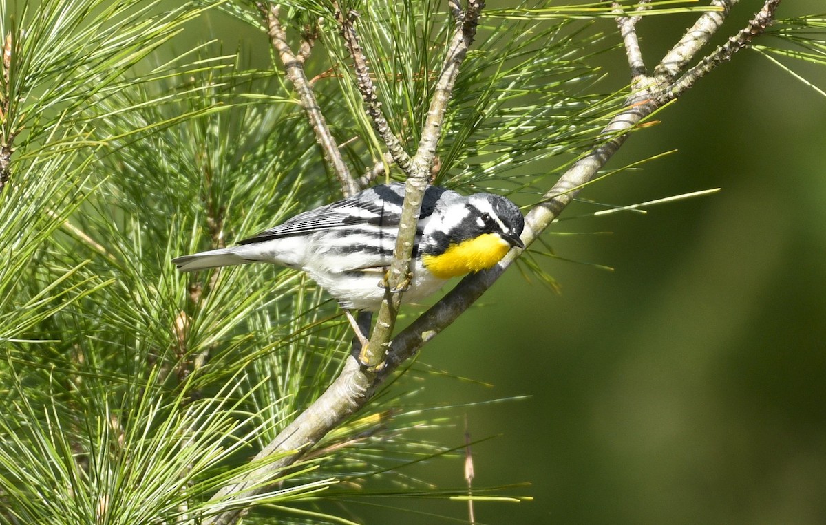 Yellow-throated Warbler - Daniel King