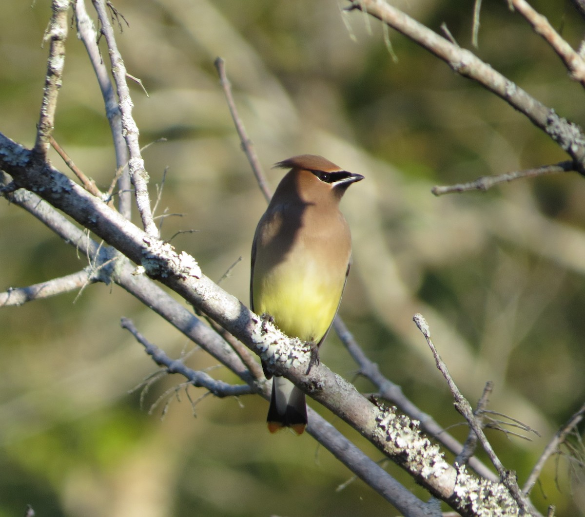 Cedar Waxwing - ML616938790