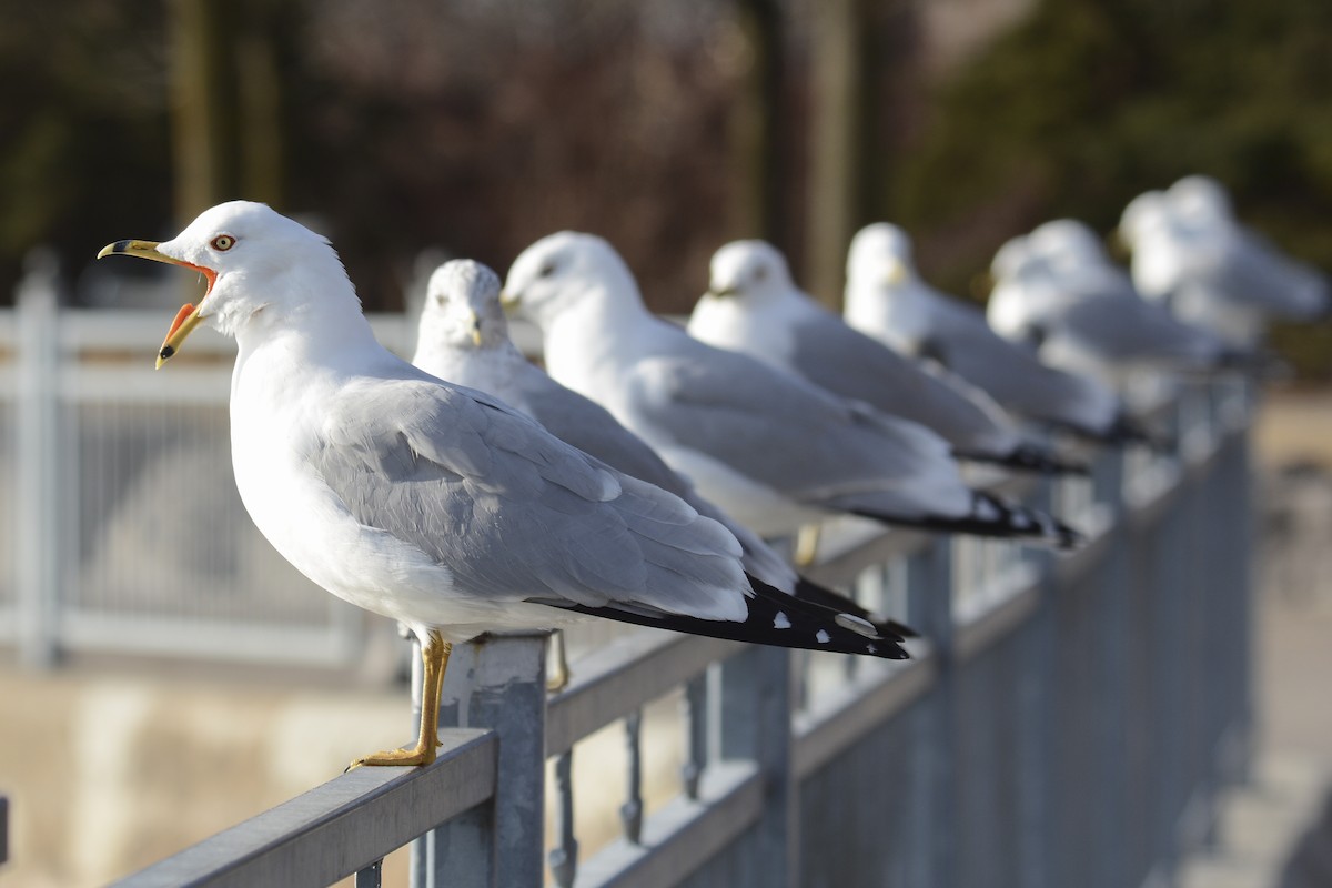 Ring-billed Gull - ML616938878