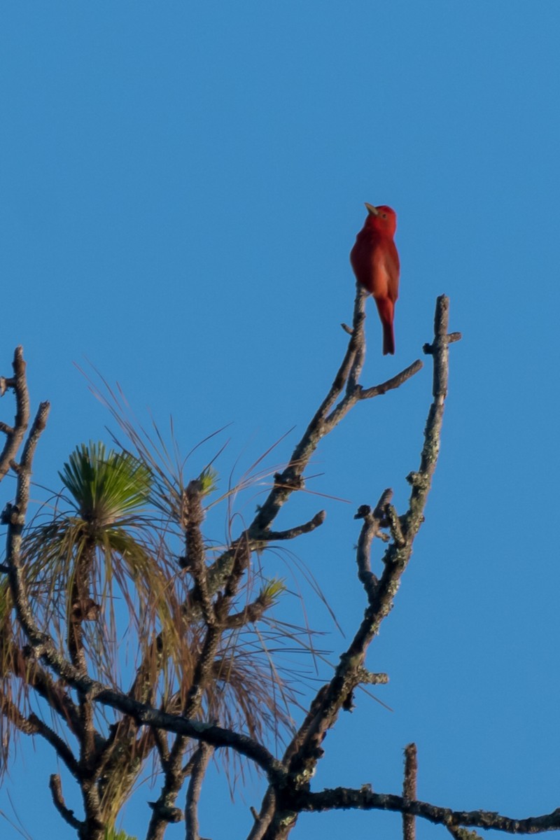 Summer Tanager - ML616938936