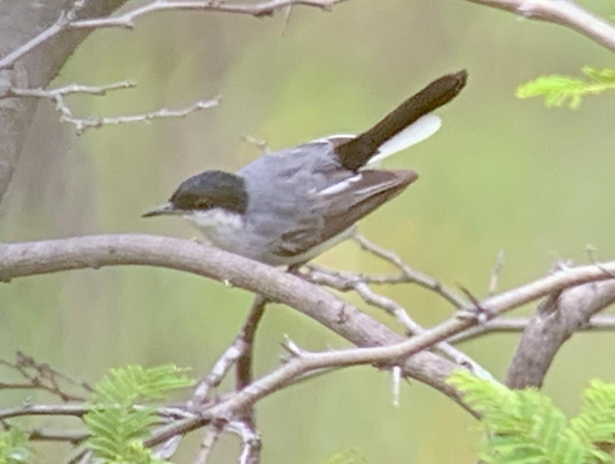 Tropical Gnatcatcher (Marañon) - ML616938947