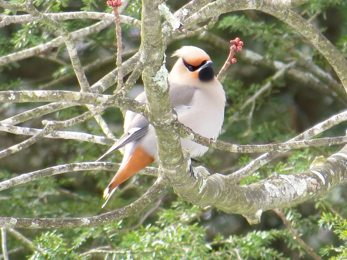 Bohemian Waxwing - Amanda Kallenbach