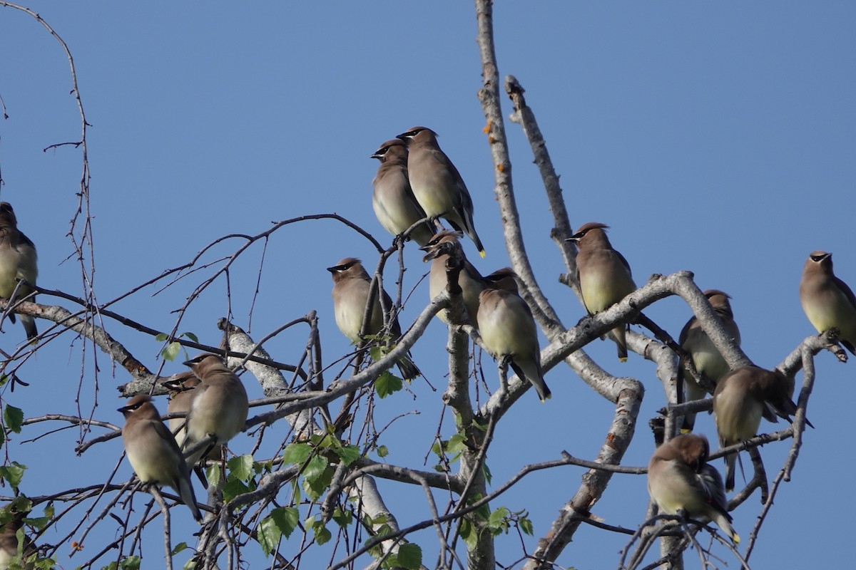 Cedar Waxwing - Tom Beland