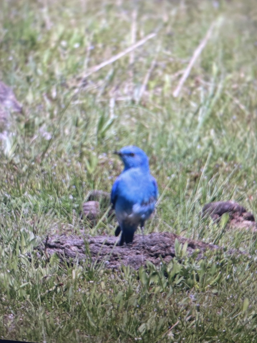 Mountain Bluebird - John Purcell