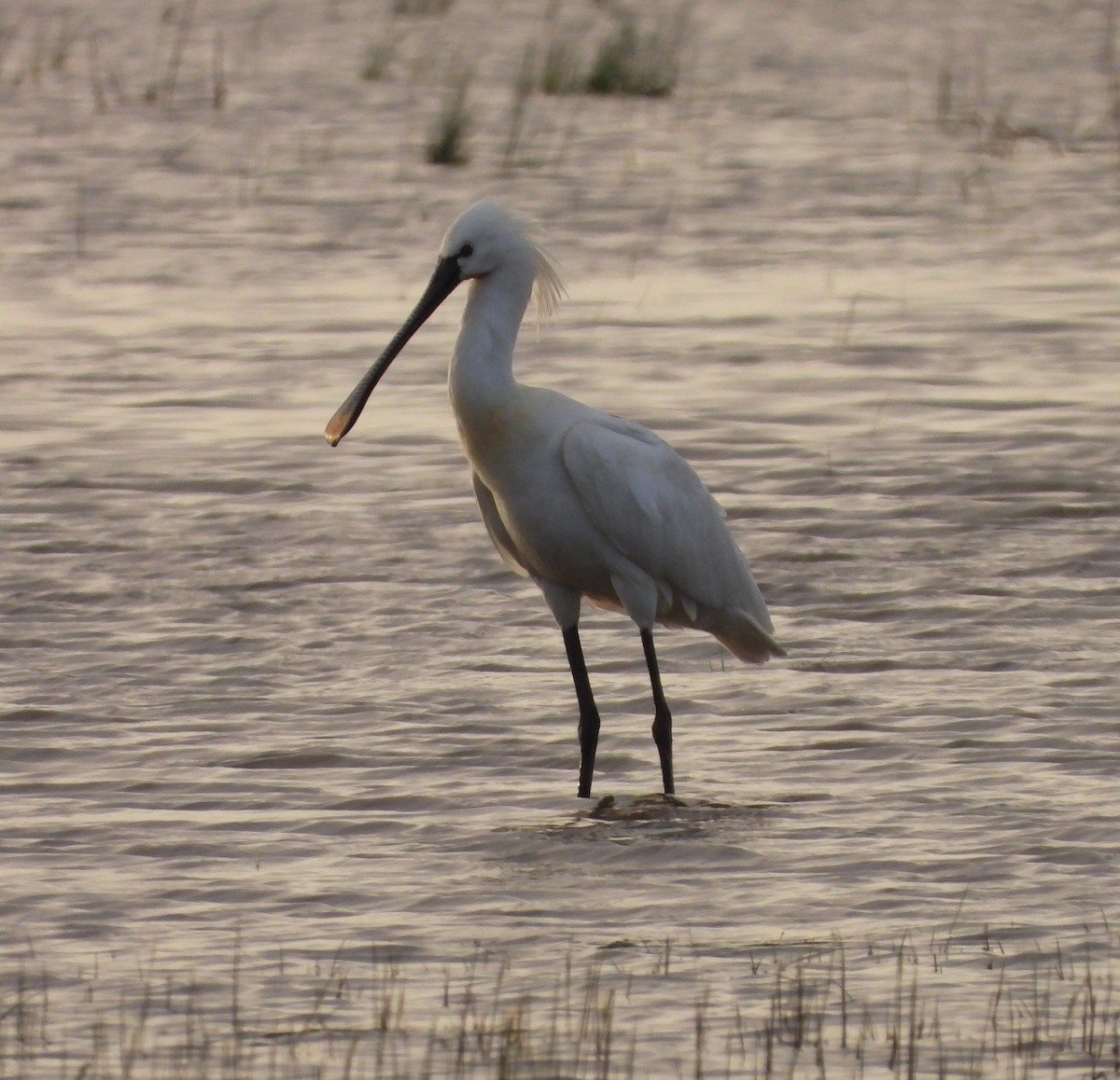 Eurasian Spoonbill - Adam Wilczek