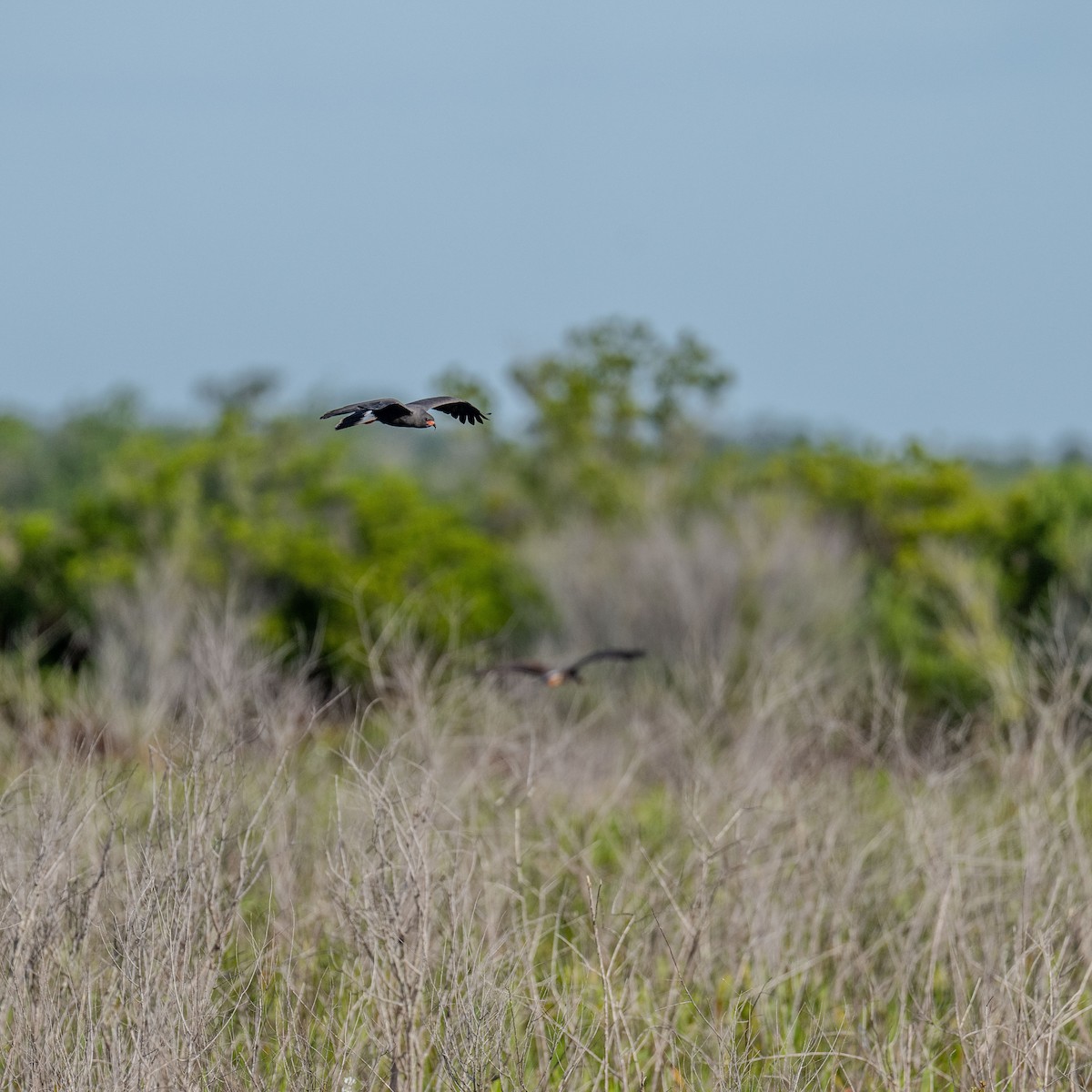 Snail Kite - ML616939107