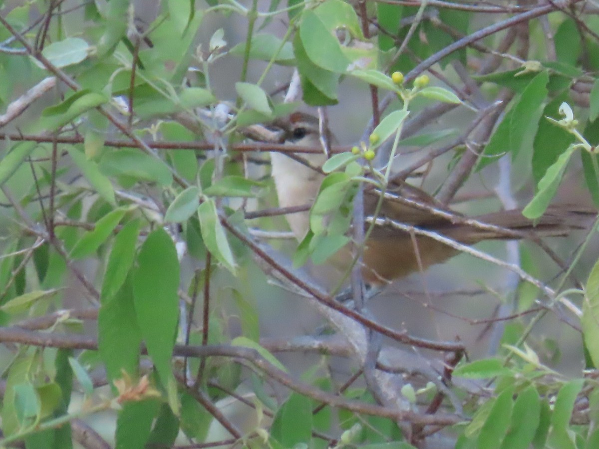 Rufous-fronted Thornbird - ML616939156