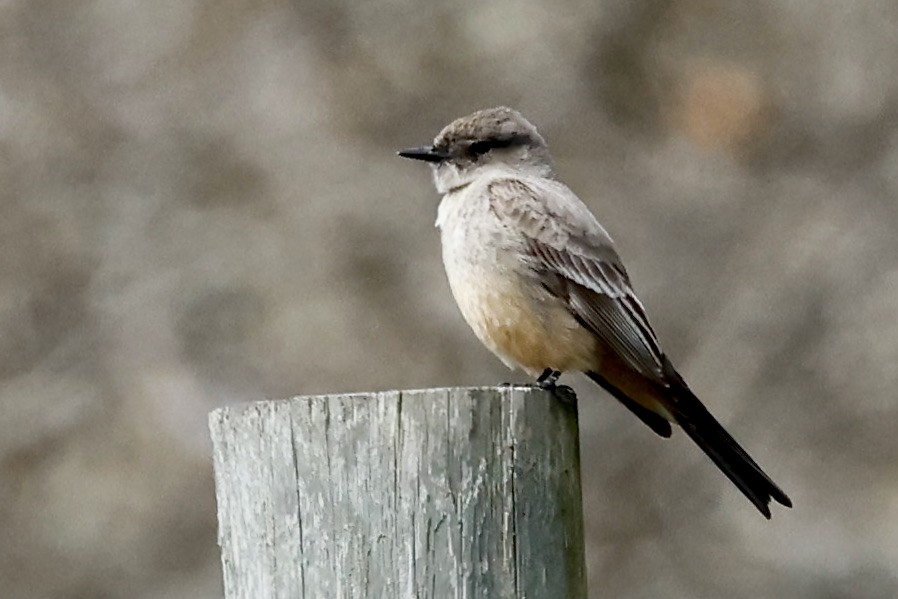 Say's Phoebe - ML616939159