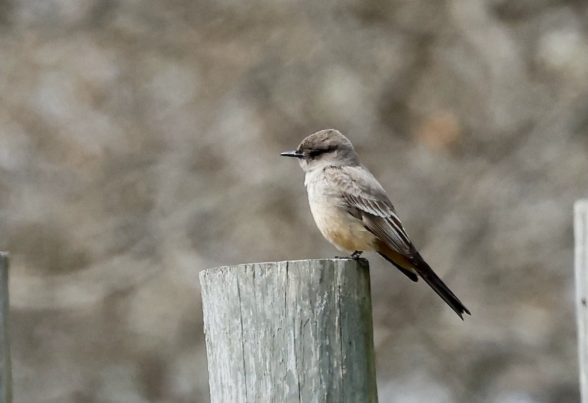 Say's Phoebe - ML616939160