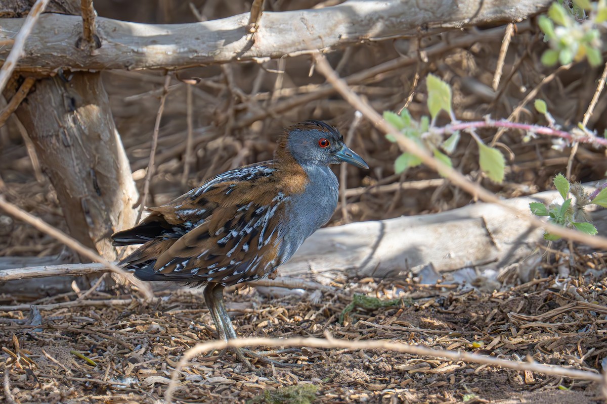 Baillon's Crake - Uriel Levy