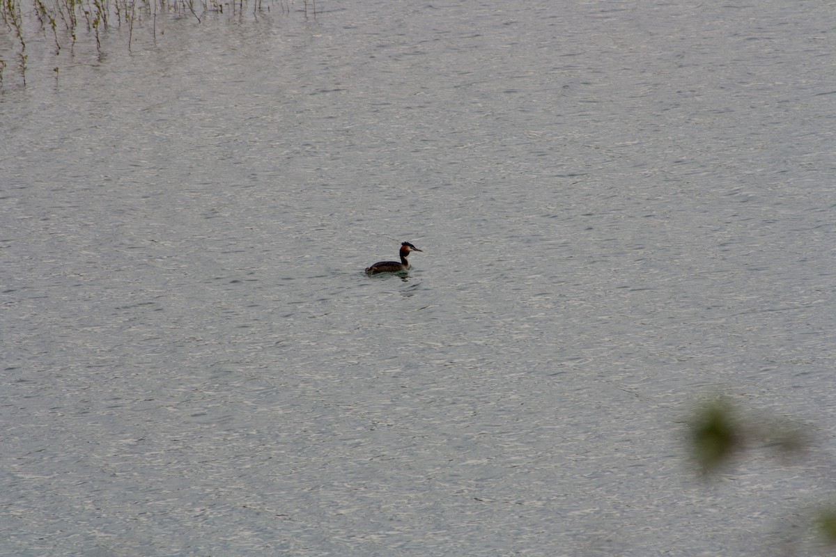 Great Crested Grebe - ML616939223