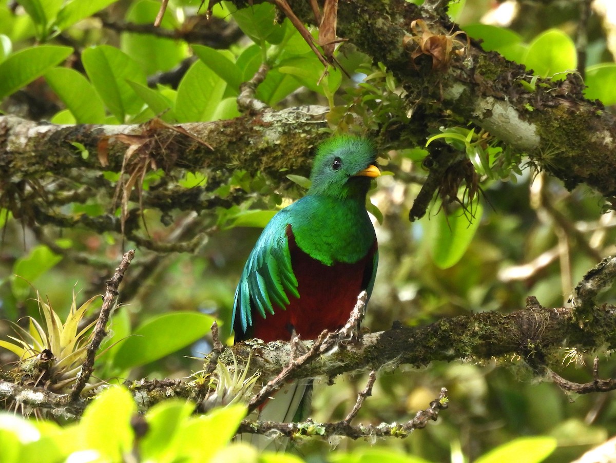 Resplendent Quetzal - ML616939244