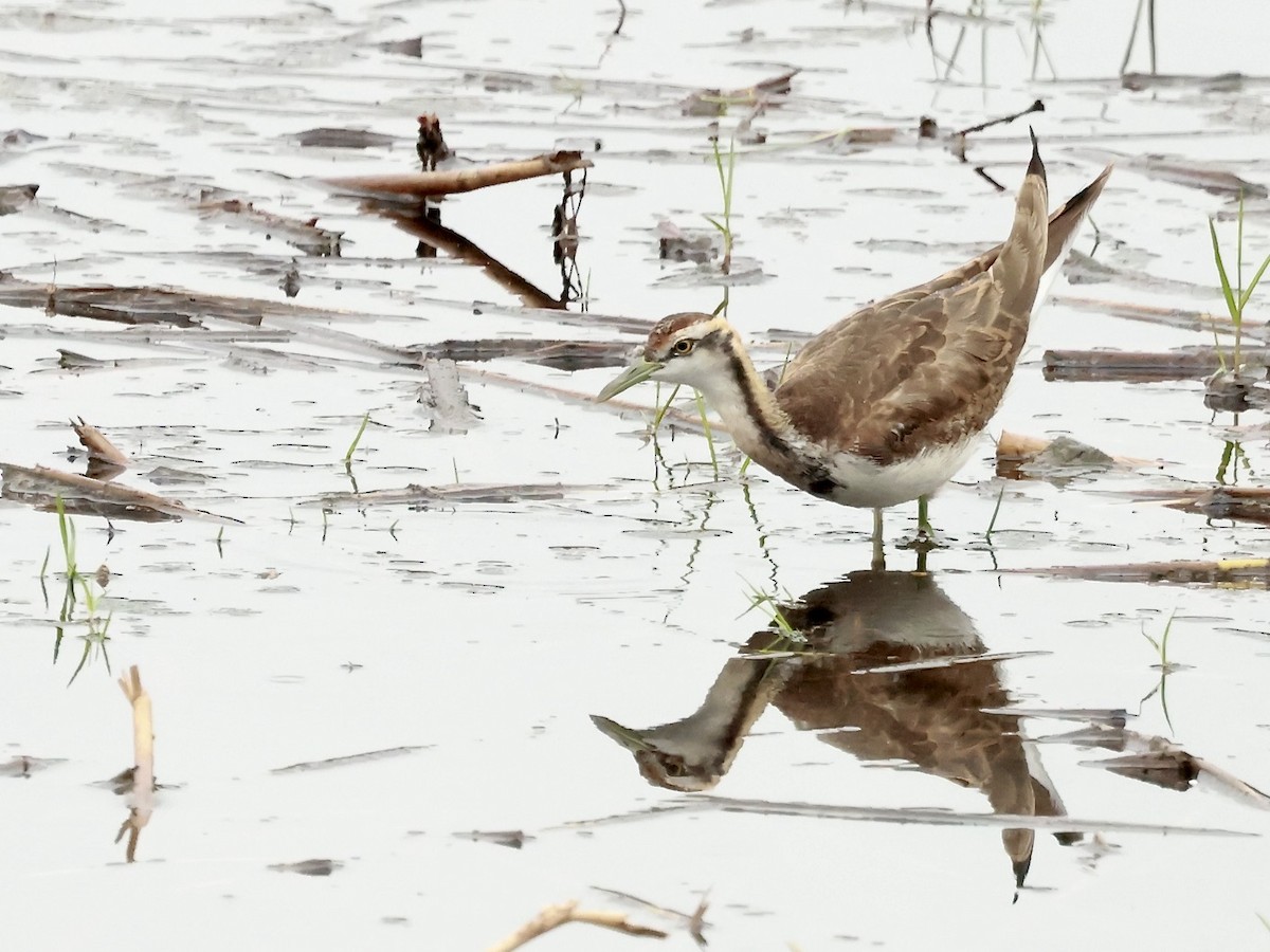 Pheasant-tailed Jacana - ML616939313