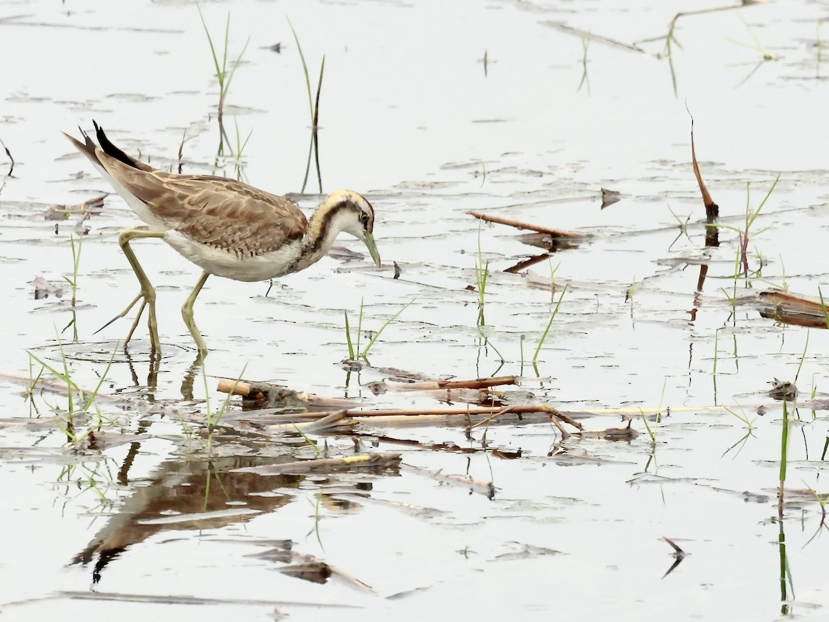 Jacana à longue queue - ML616939321